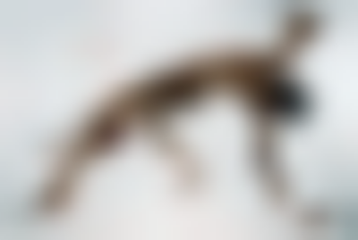 其他.哈苏大师获奖作品集.2012.Denis Rouvre.个人作品集.工作.伊甸园的摄影作品-Denis Rouvre_摄影师陈阳 6