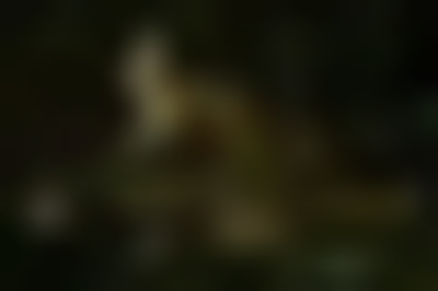 其他.哈苏大师获奖作品集.2021.野生动物.Alice Zilberberg.个人项目.全能女神的摄影作品-08_goddess-1100x733